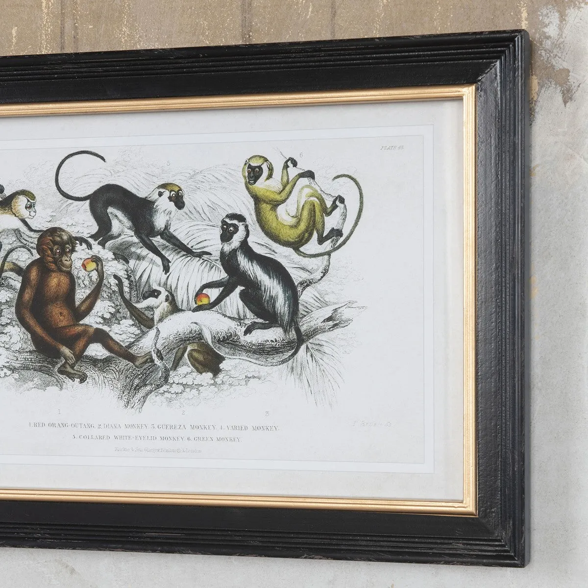 Brockby Monkey Wall Art 60cm